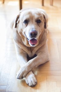 Labrador retriever hundförsäkring